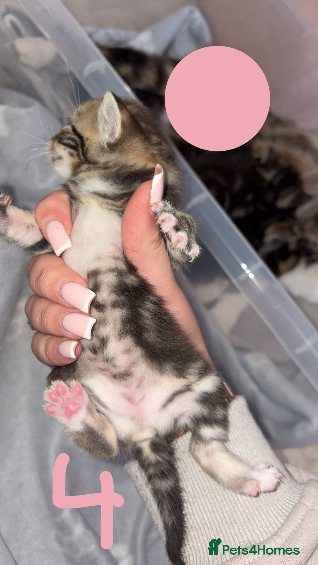 British Shorthair cats for sale: 6 beautiful kittens for sale  - Advert 9