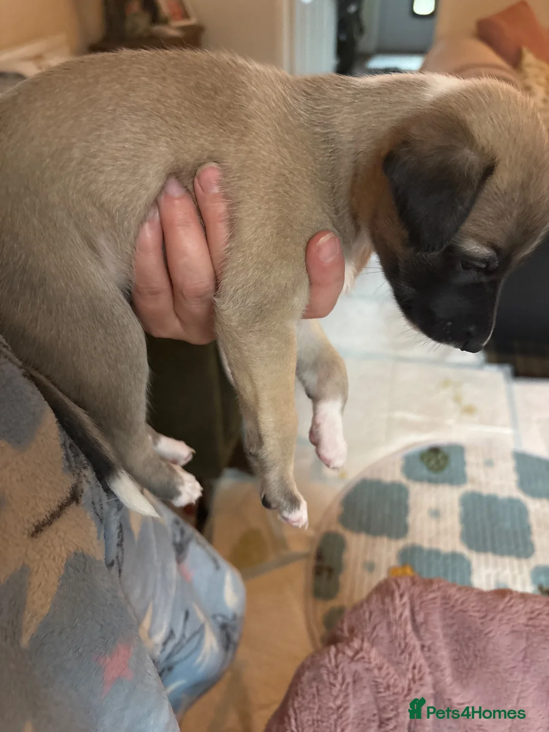 Whippet dogs for sale: magical whippets - Advert 2