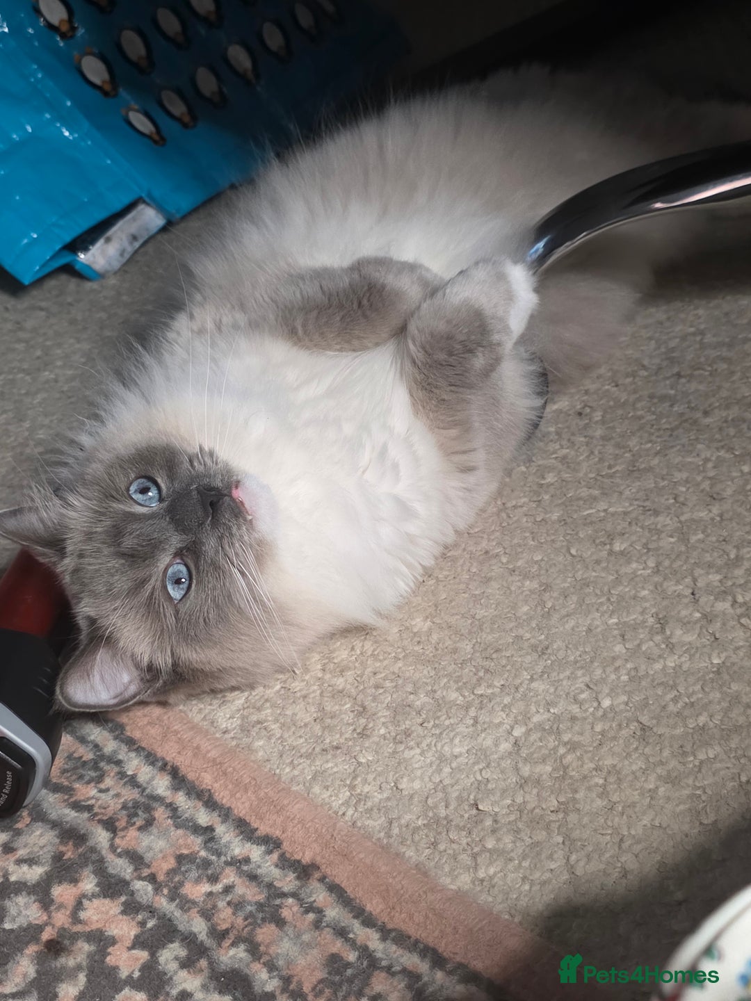 Ragdoll cats for sale: Beautiful Loving Boy - Advert 1