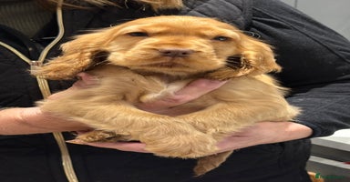 Cocker Spaniel dogs Outstanding KC Show Cocker Spaniel Male - Advert 3