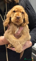 Cocker Spaniel dogs Outstanding KC Show Cocker Spaniel Male - Advert 3
