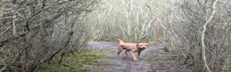 Labrador Retriever dogs for stud: STUD! Fox red Labrador - Advert 3