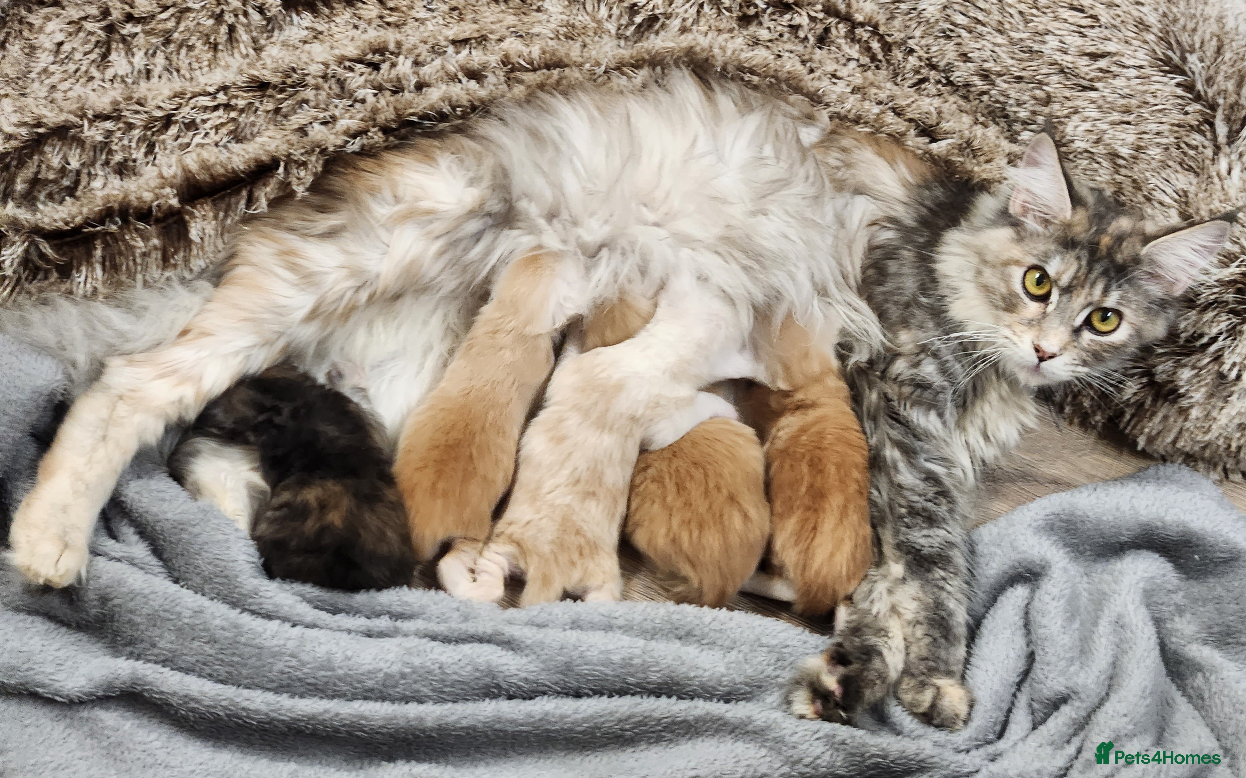 Maine Coon cats Maine Coon Kittens ready April - Advert 11