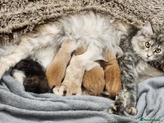 Maine Coon cats Maine Coon Kittens ready April - Advert 11