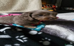 Miniature Dachshund dogs for sale: Longhaired miniature dachshunds  - Image 12