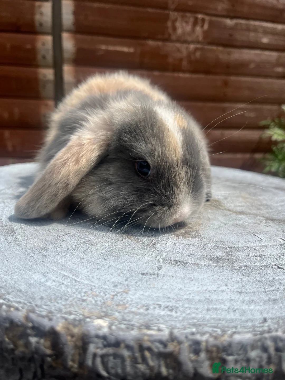 Mini Lop rabbits for sale: Stunning litter of mini lops  - Advert 15