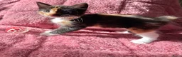 Maine Coon cats for sale: 3 Female Calico MaineCoon Cross Kittens - Advert 6