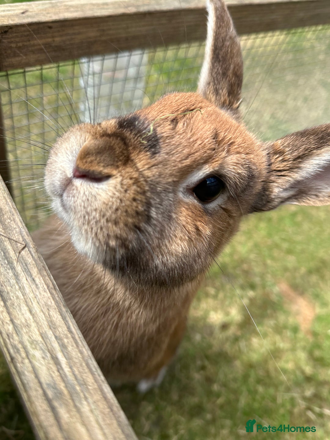 Californian rabbits for sale: 2 Female Californian Rabbits. - Image 1