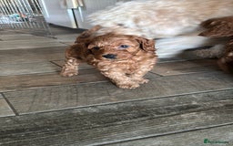 Cockapoo dogs for sale: Cockapoo puppies in Preston - Image 24