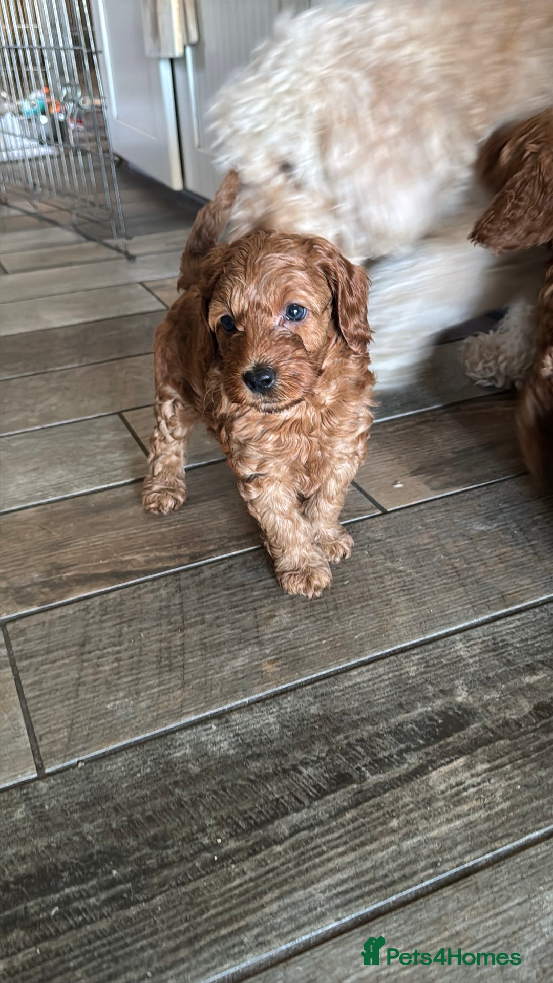 Cockapoo dogs for sale: Cockapoo puppies in Preston - Image 24