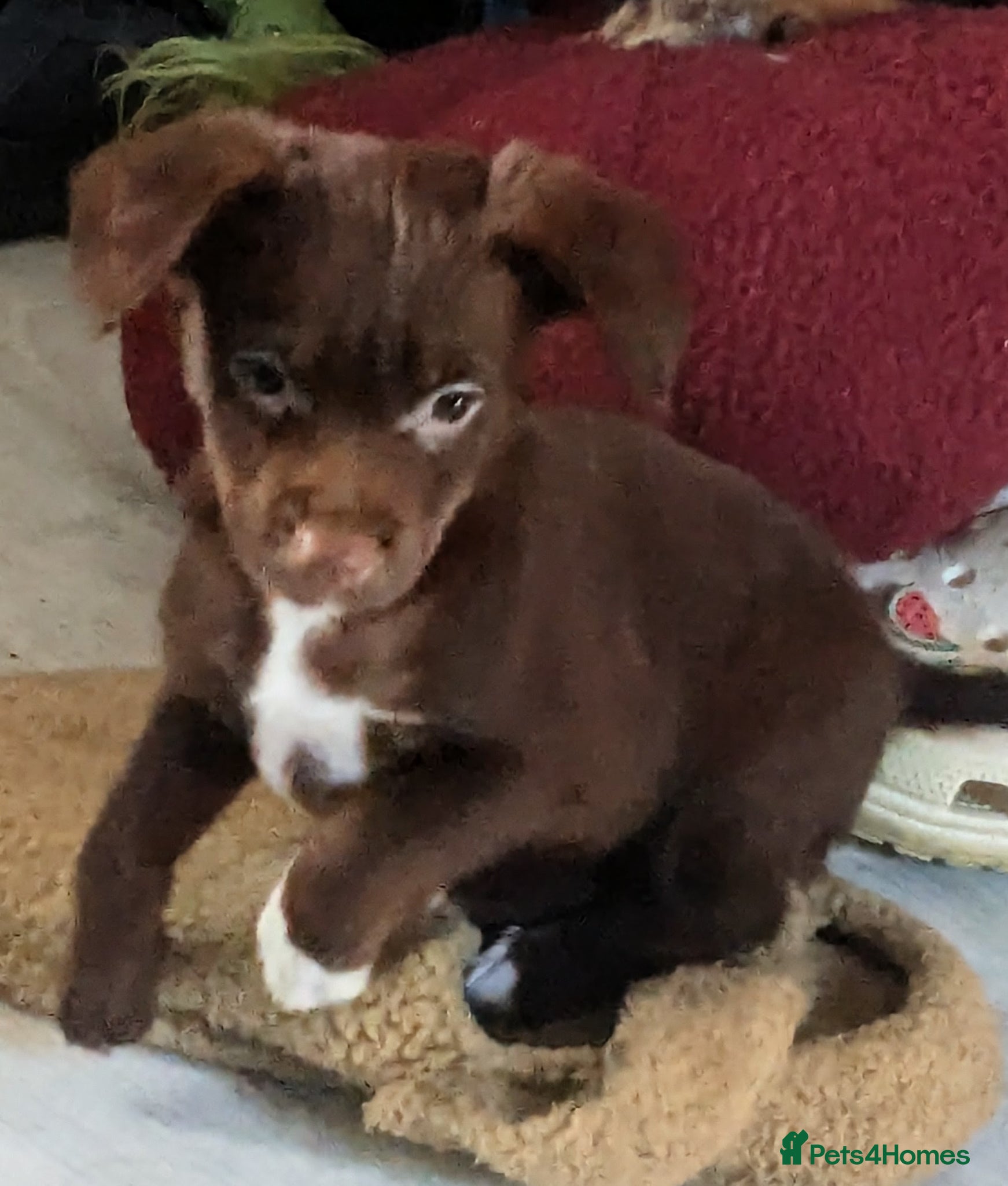Mixed Breed dogs 4 Mixed breed pup available now - Advert 18