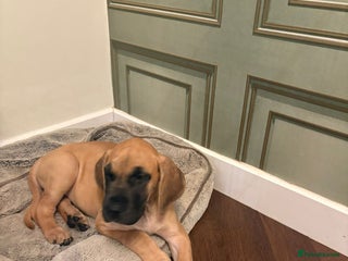 Great Dane dogs Sarhara & Atlanta are show quality Great Danes - Advert 2