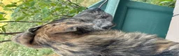 Mixed Breed dogs for sale: Lovely sweet Sam for adoption in Worthing - Advert 5