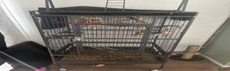 Conures birds for sale: Stunning 18mo male sun conure  in Swansea - Advert 5