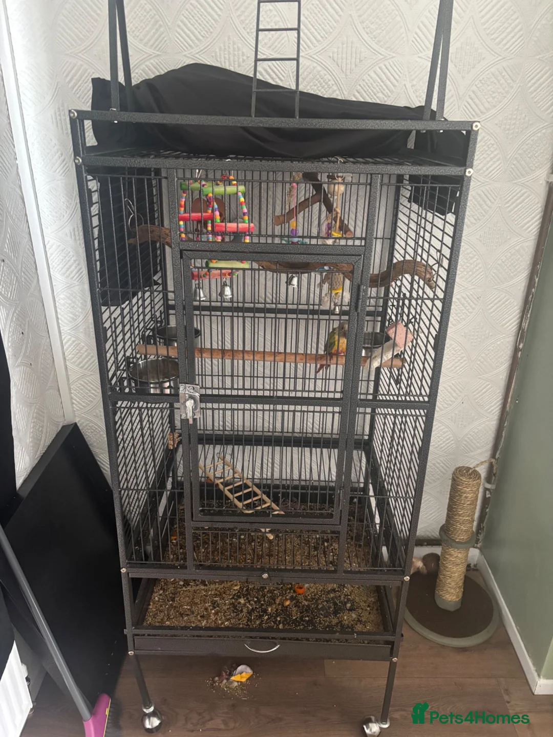 Conures birds for sale: Stunning 18mo male sun conure  in Swansea - Advert 5