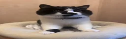 British Shorthair cats for sale: Black and white girl - Advert 7