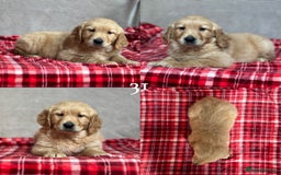 Golden Retriever dogs for sale: STUNNING GOLDEN RETRIEVER PUPPIES READY NOW - Image 19