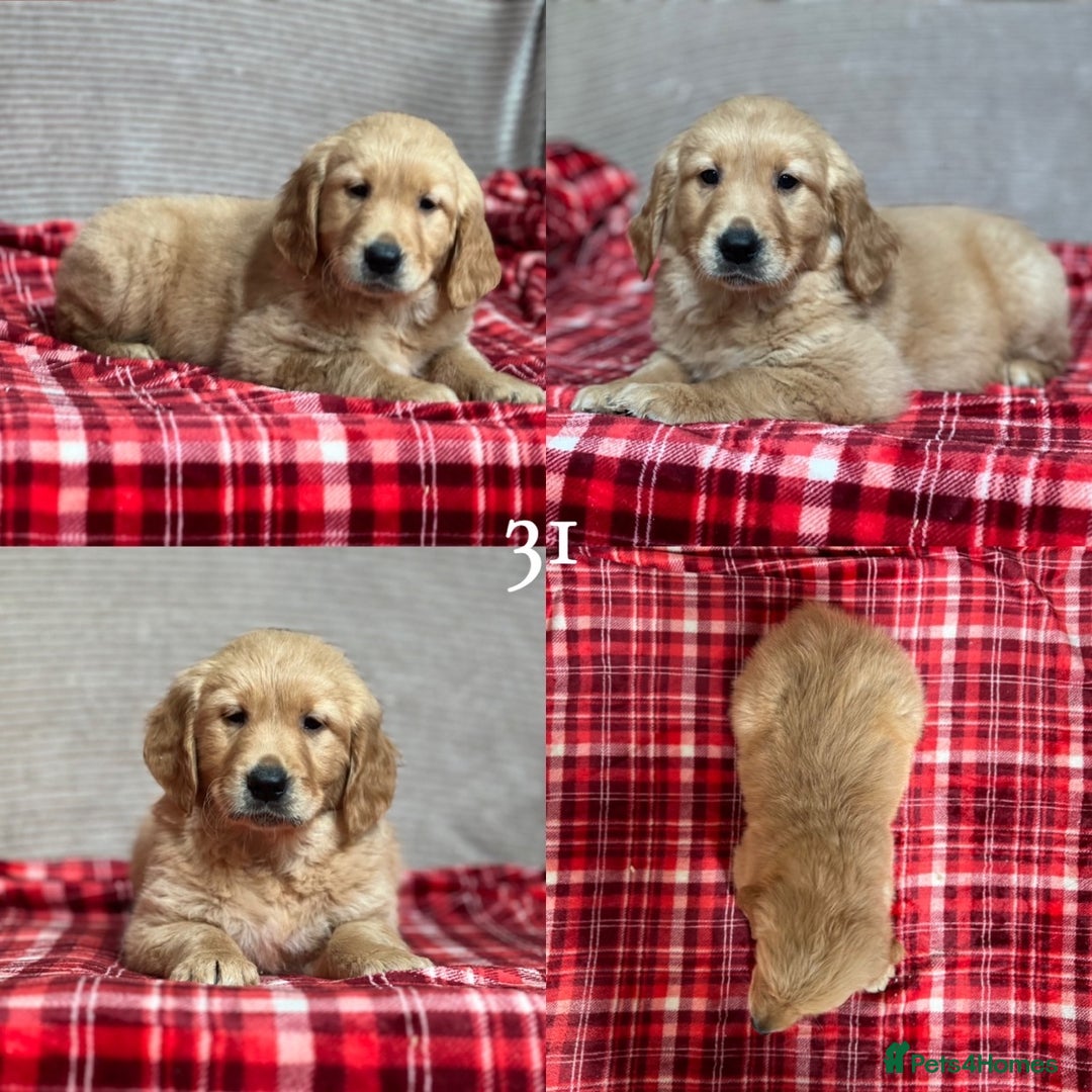 Golden Retriever dogs for sale: STUNNING GOLDEN RETRIEVER PUPPIES READY NOW - Image 19