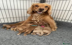 Cockapoo dogs for sale: One female cockapoo left from litter of 6 - Image 8