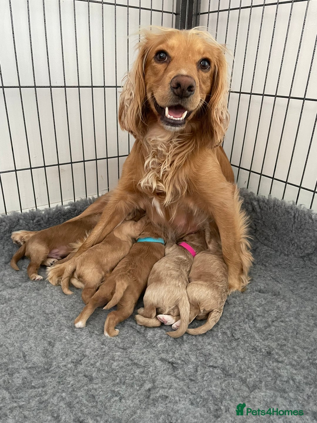 Cockapoo dogs for sale: One female cockapoo left from litter of 6 - Image 8