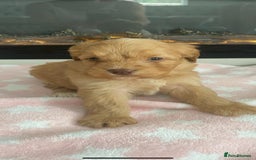 Cockapoo dogs for sale: F1 Cockapoos - Image 5