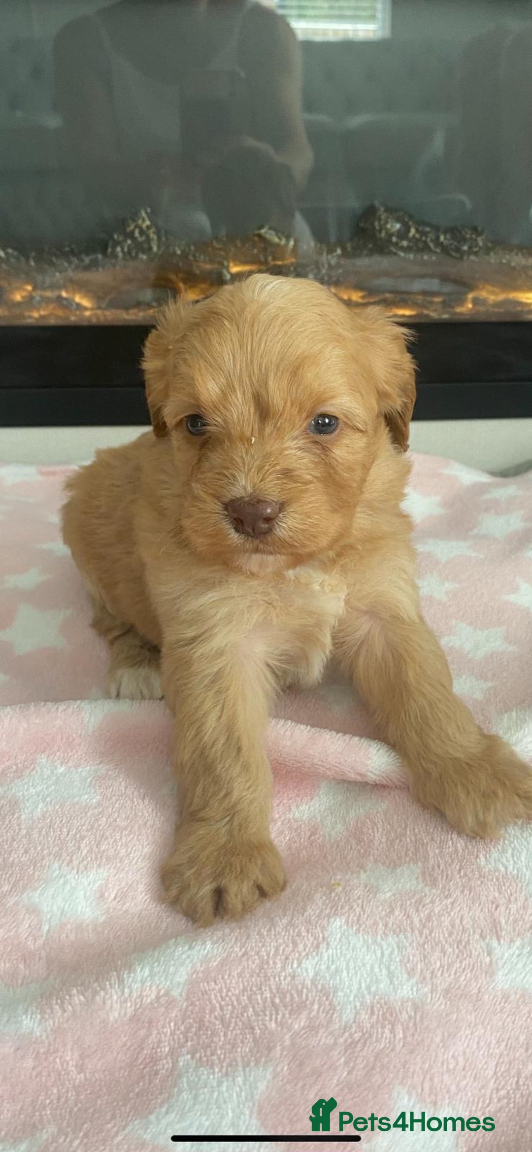 Cockapoo dogs for sale: F1 Cockapoos - Image 5