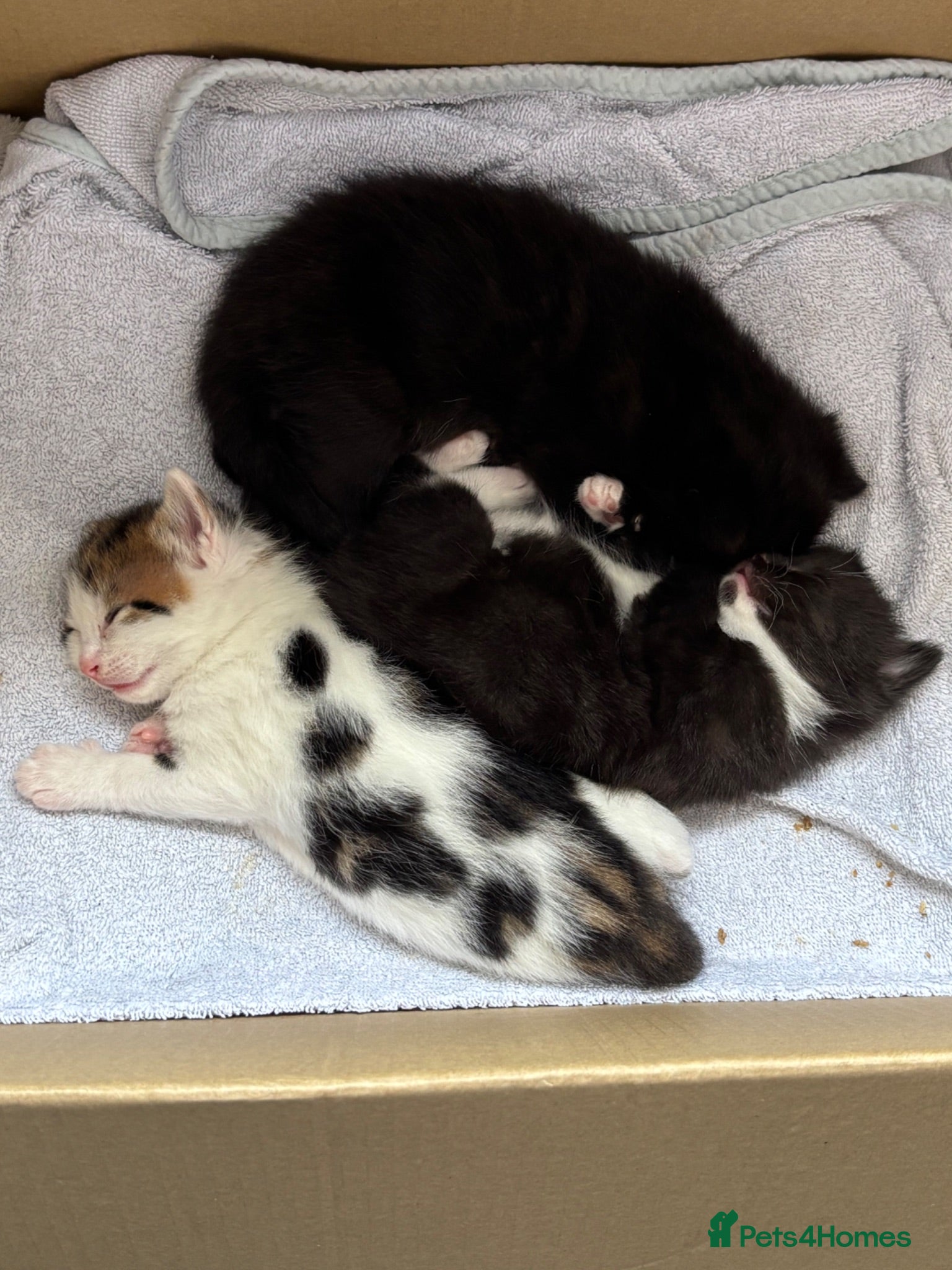 Mixed Breed cats Gorgeous fluffy kittens  - Advert 3