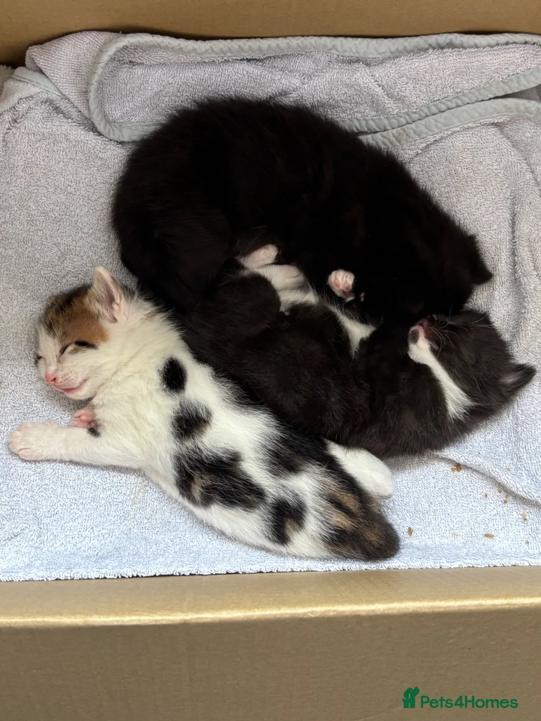Mixed Breed cats for sale: Gorgeous fluffy kittens  - Advert 1