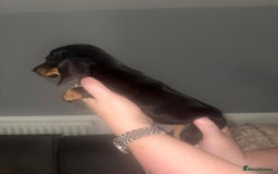 Miniature Dachshund dogs for sale: 3 girl miniature dachshunds  - Image 7