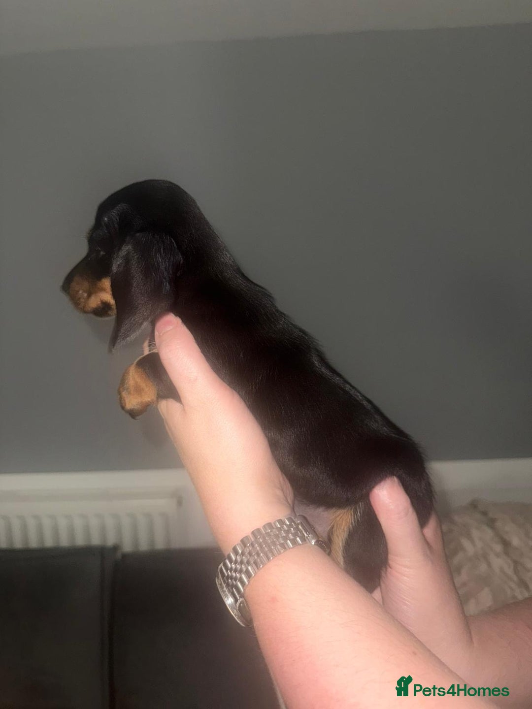 Miniature Dachshund dogs for sale: 3 girl miniature dachshunds  - Image 7
