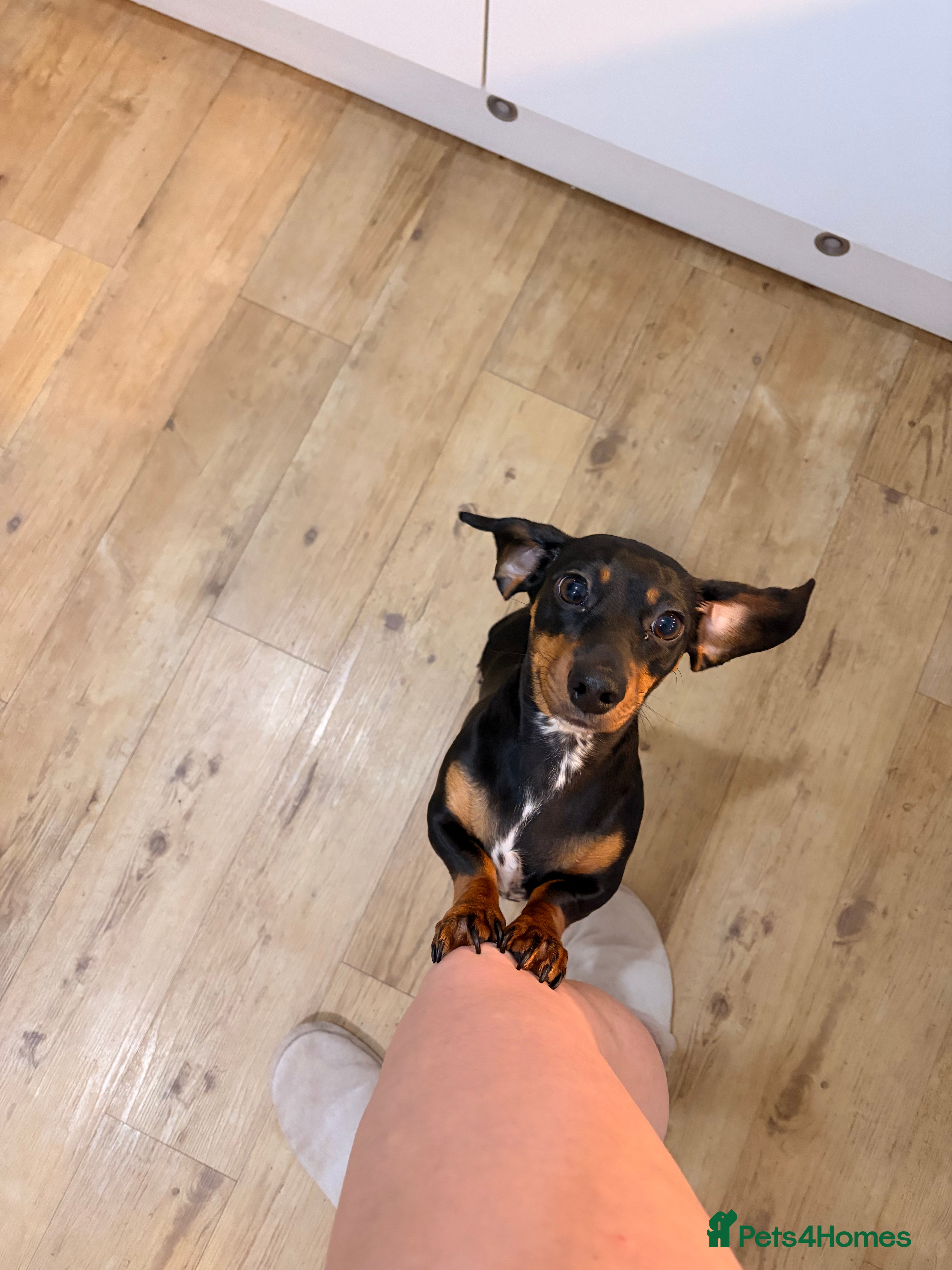 Miniature Dachshund dogs Dolly 1 year old  - Advert 1