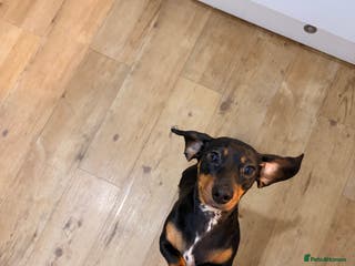 Miniature Dachshund dogs Dolly 1 year old - Advert 1