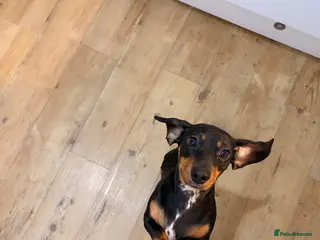 Miniature Dachshund dogs Dolly 1 year old - Advert 18