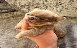 Chihuahua dogs for sale: 💖 Esquire litter of chihuahua puppies 💖 - Advert 25