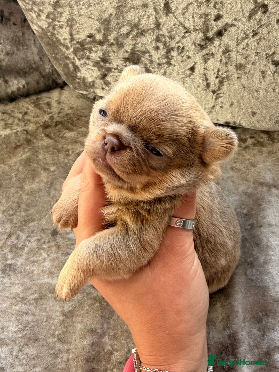 Chihuahua dogs for sale: 💖 Esquire litter of chihuahua puppies 💖 - Advert 25