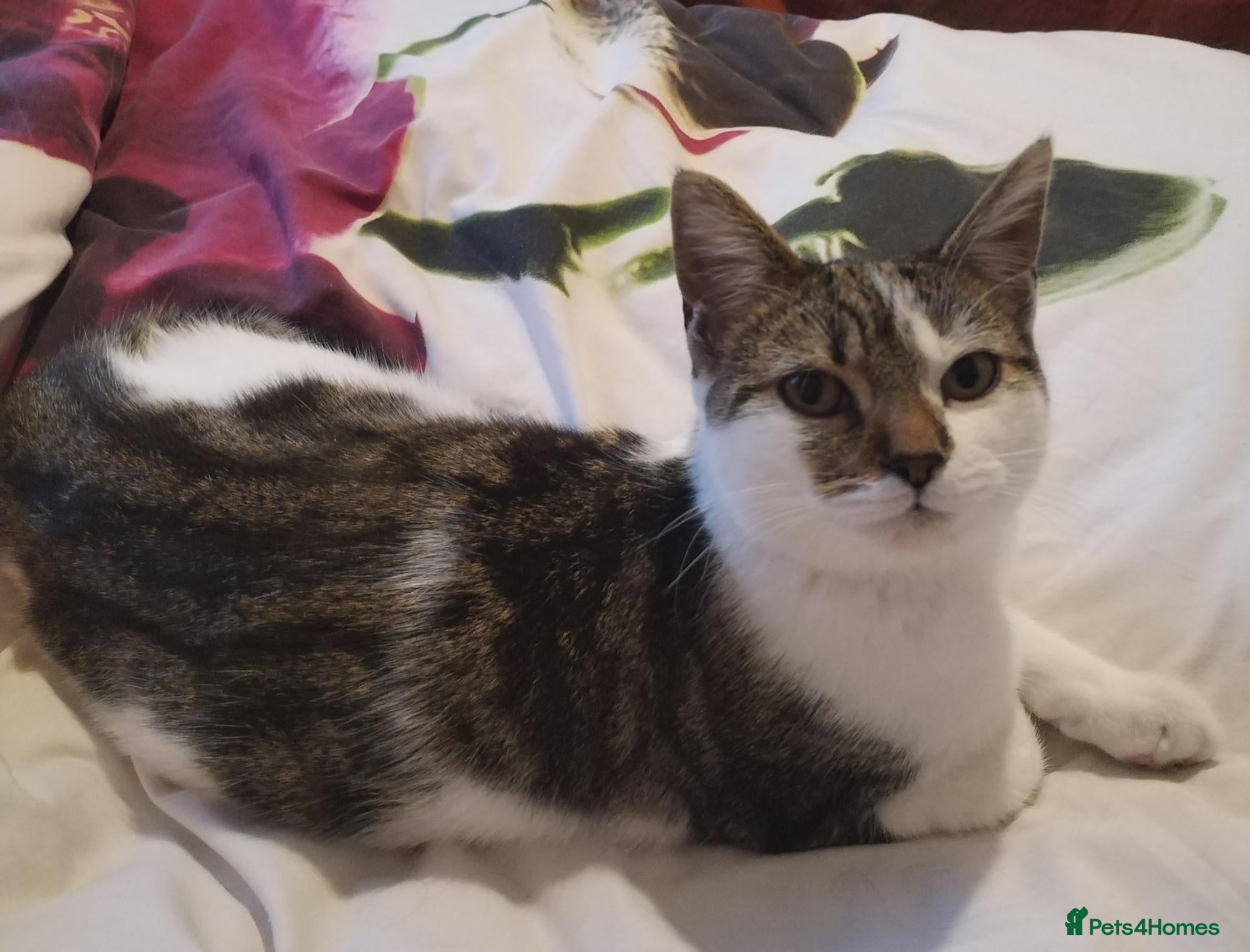Mixed Breed cats 9 month old British Short Hair Maine coone cross  - Advert 1