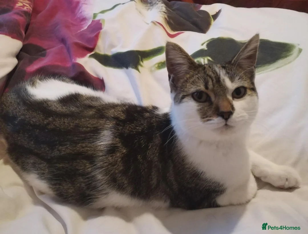 Mixed Breed cats for sale: 9 month old British Short Hair Maine coone cross  in Heathfield - Advert 1