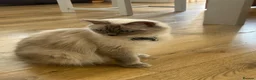 Mixed Breed cats for sale: 8 Beautiful Ragdoll Cross Kittens 🐾 - Advert 4