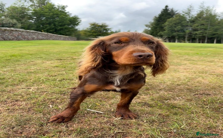 Cocker Spaniel dogs - Advert 1