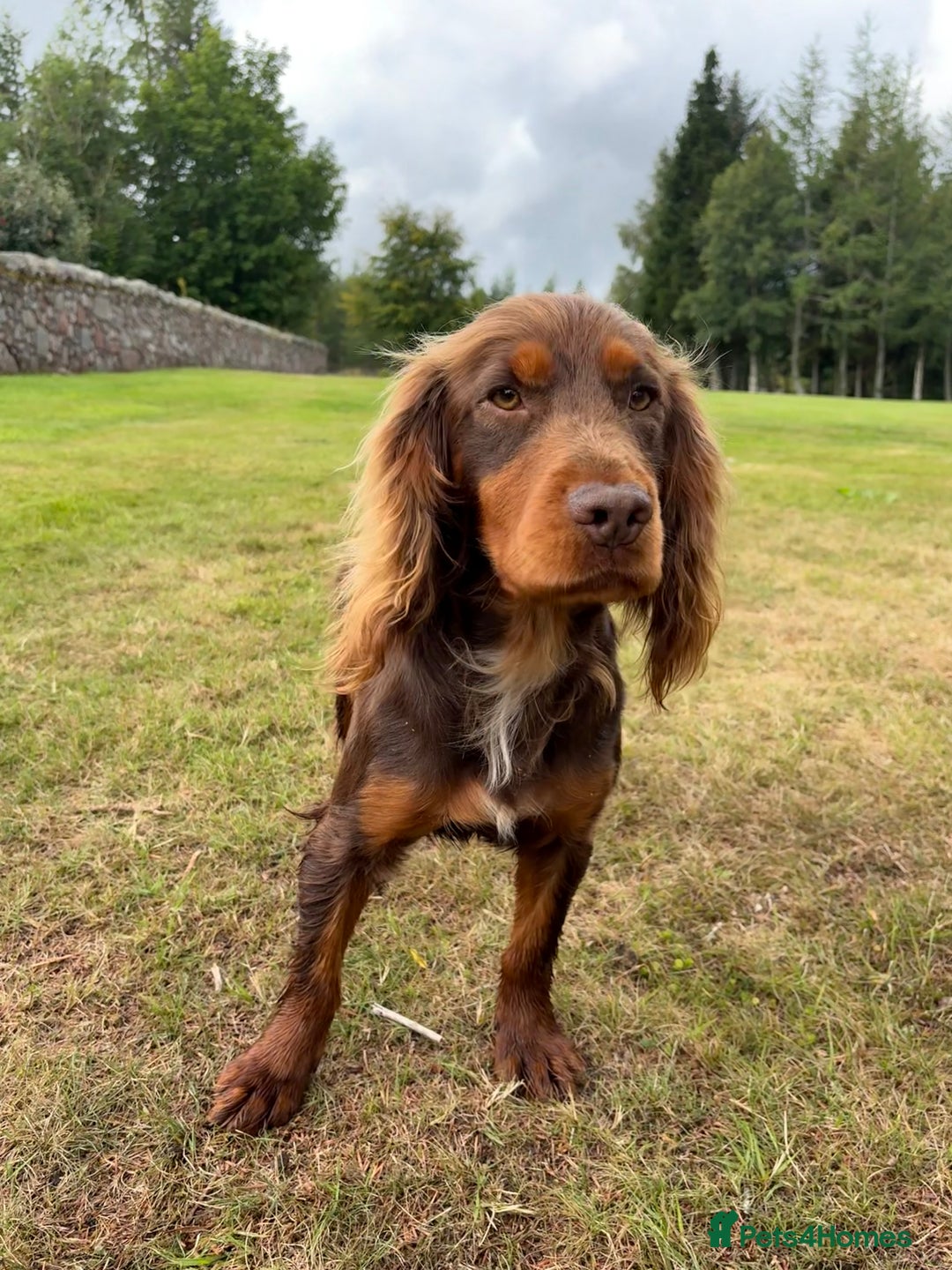 Cocker Spaniel dogs for stud: KC Working Cocker Spaniel Stud - Image 1