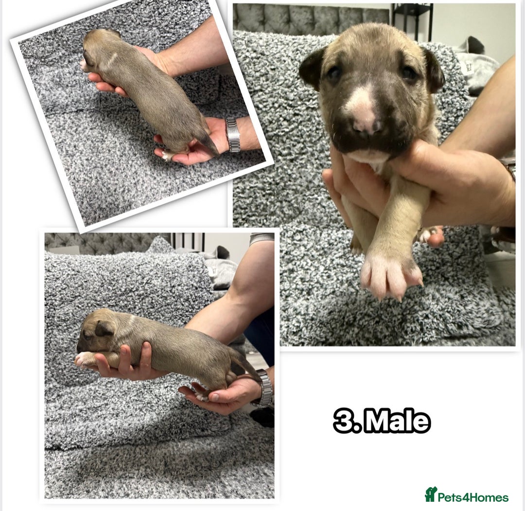 English Bull Terrier dogs for sale: KS-registered English Bull Terrier Puppies  - Advert 4