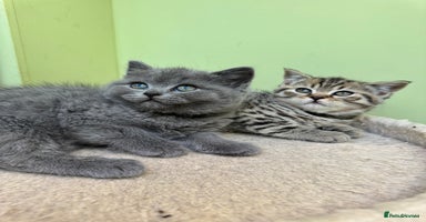 British Shorthair cats - Advert 8