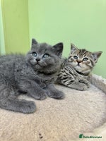 British Shorthair cats - Advert 8