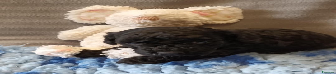 Sproodle Puppy 3