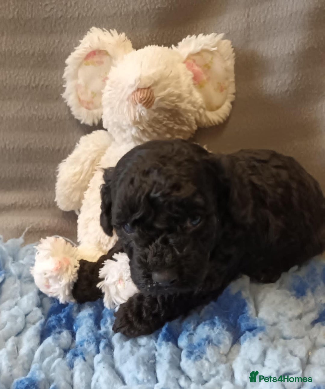 Sproodle dogs for sale: TOY F1b SPOODLE/COCKAPOOS - Image 7