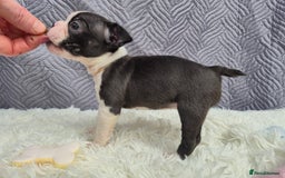 Boston Terrier dogs for sale: Superb litter of boston terriers. - Image 17