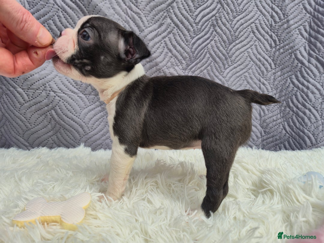 Boston Terrier dogs for sale: Superb litter of boston terriers. - Image 17