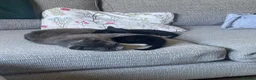 Mixed Breed cats for sale: Two Kittens for sale  - Advert 7
