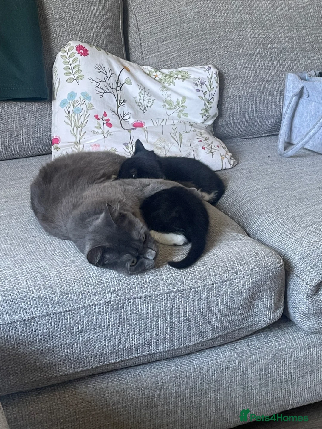 Mixed Breed cats for sale: Two Kittens for sale  - Advert 7