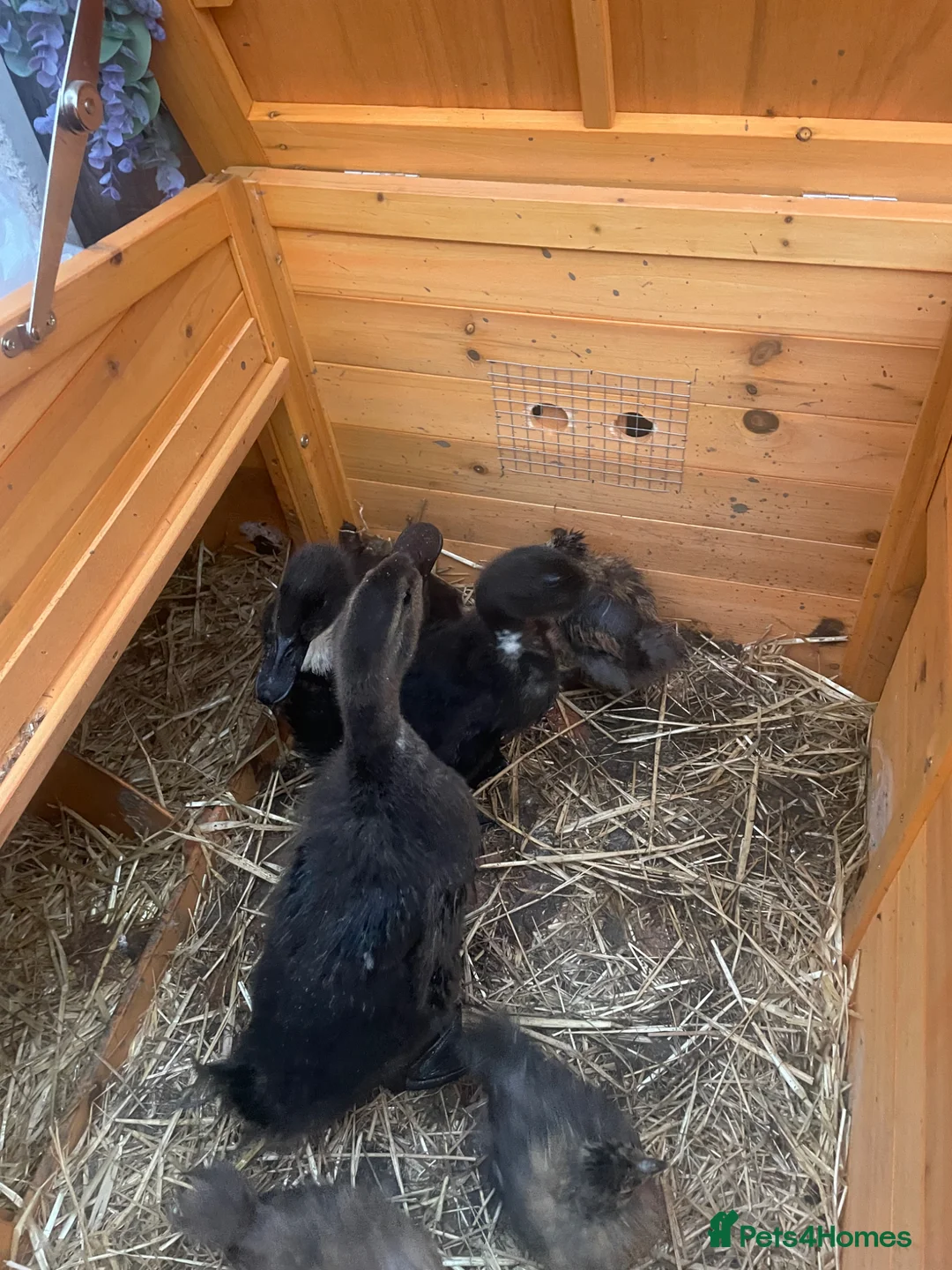 Ducks poultry for sale: Ducklings for sale  in Doncaster - Advert 4